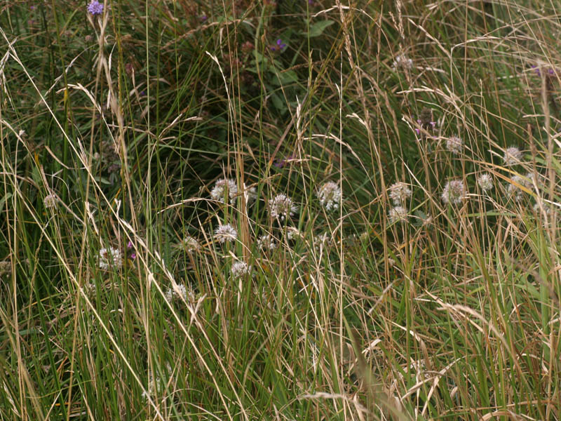 Allium ericetorum Thore
